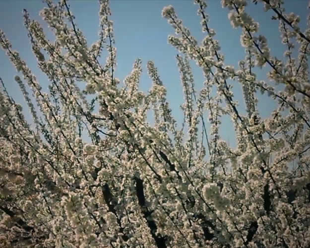 Murcia en Flor